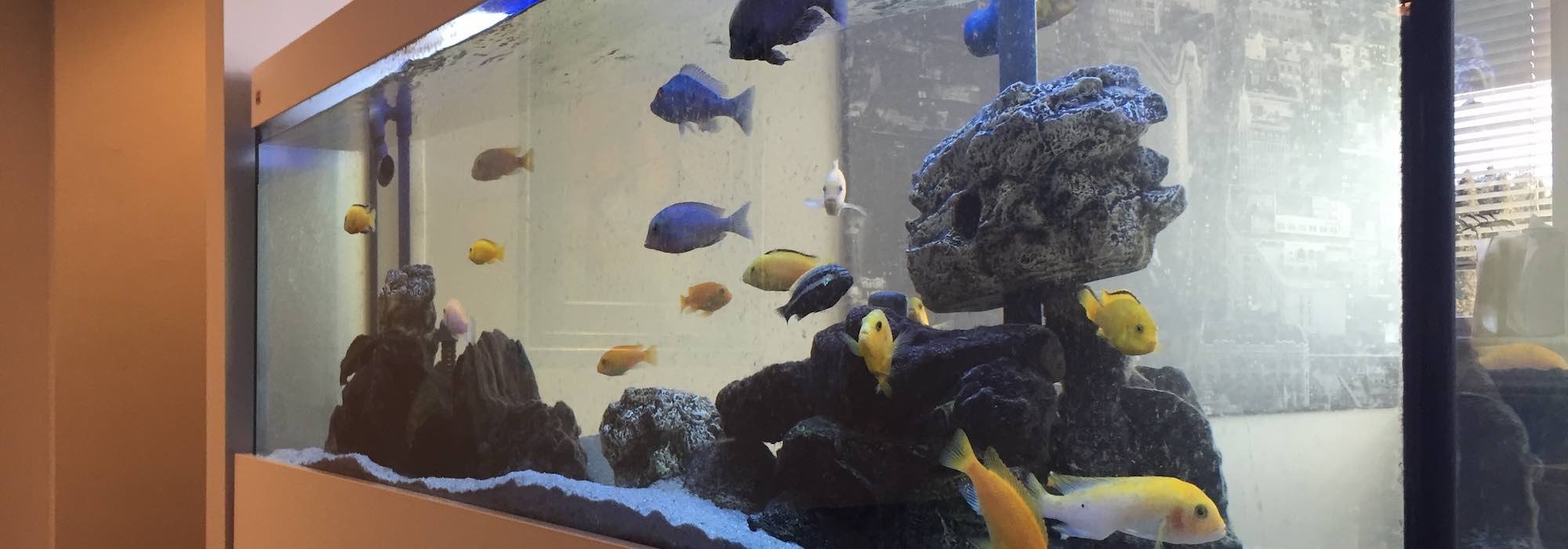 fishtank